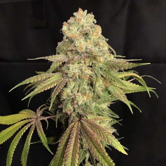 Lilt BX Regular Cannabis Seeds