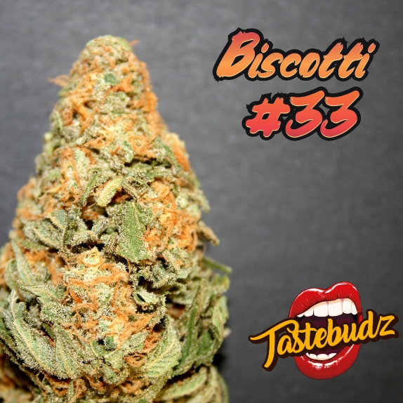 Biscotti #33 Auto feminised Cannabis Seeds