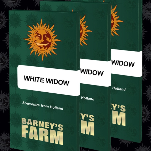 White Widow XXL Feminised Cannabis Seeds