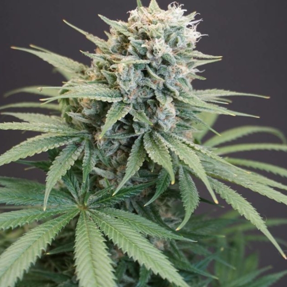 LeMello Feminised Cannabis Seeds