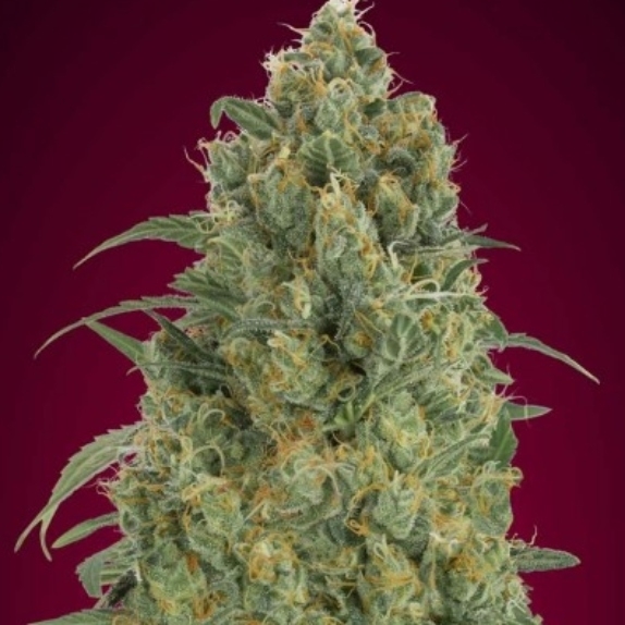 Auto Strawberry Gum Cannabis Seeds