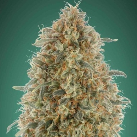 Gorilla Blue Cannabis Seeds