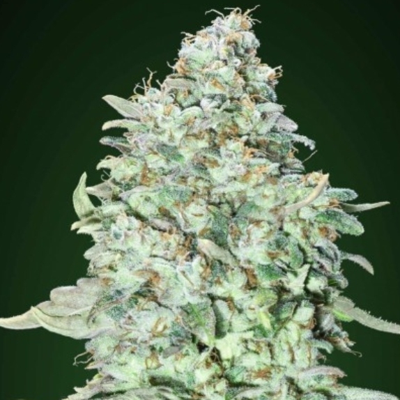 OG Kush SFV Cannabis Seeds
