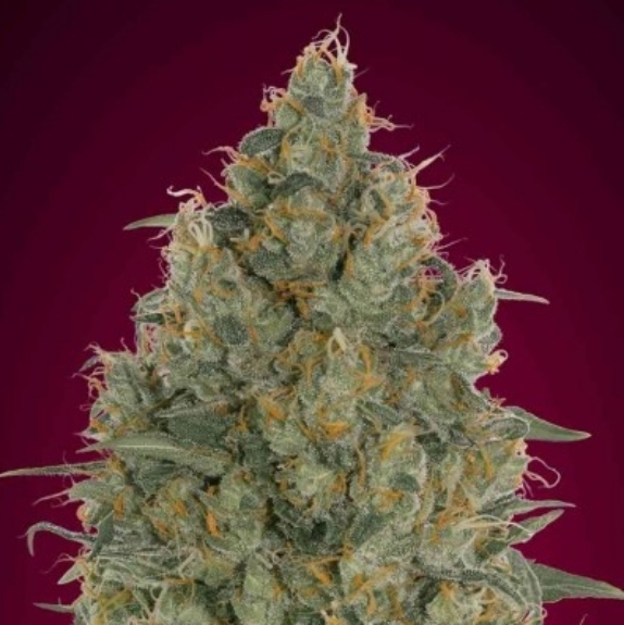 Strawberry Gum Cannabis Seeds