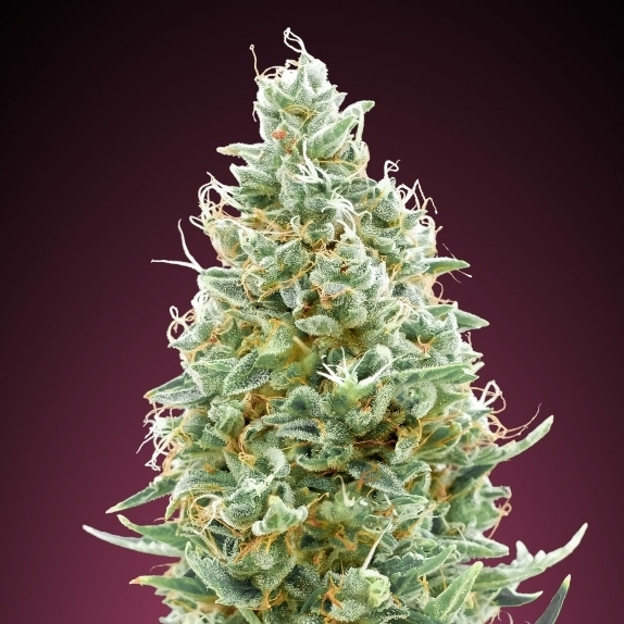 Amnesia Fast Version Cannabis Seeds