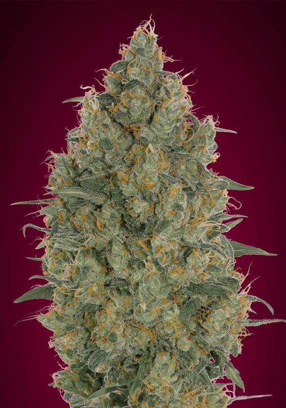 Strawberry Gum CBD Cannabis Seeds