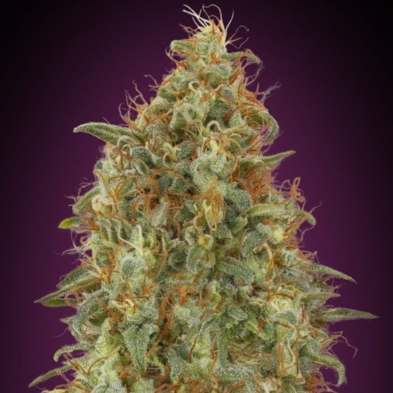 Zkittlez Fast Version Cannabis Seeds