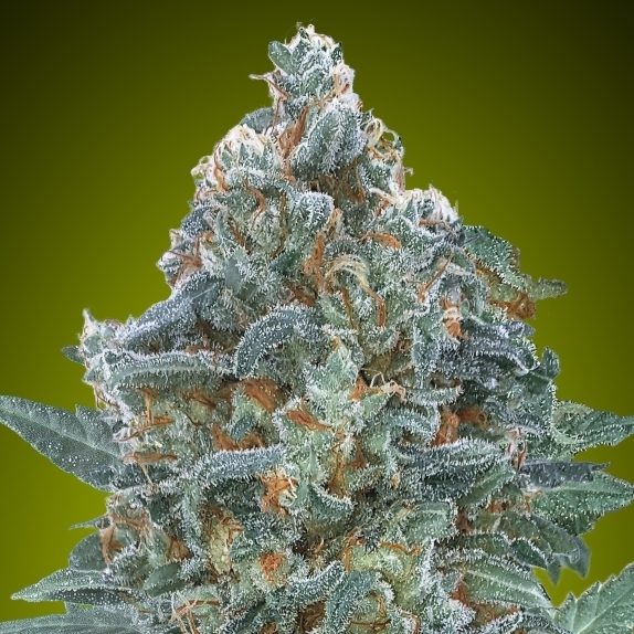 Auto Critical Lemon CBD Cannabis Seeds