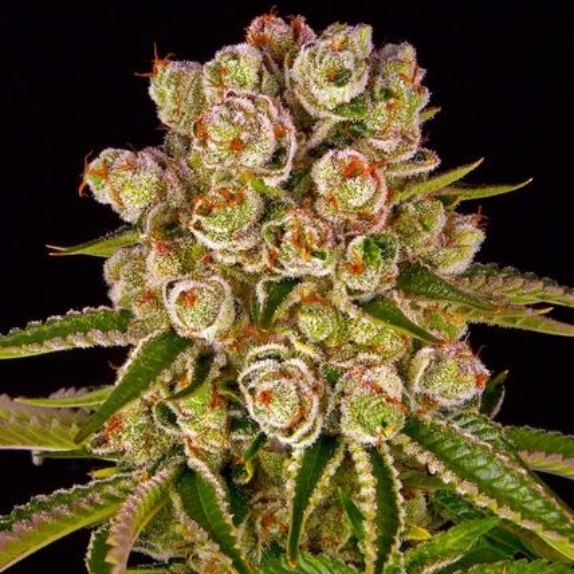 Kush Mintz Cannabis Seeds