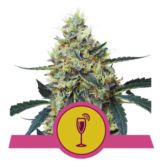 Mimosa Feminised Cannabis Seeds