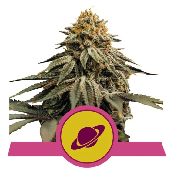 Royal Skywalker feminised Cannabis Seeds
