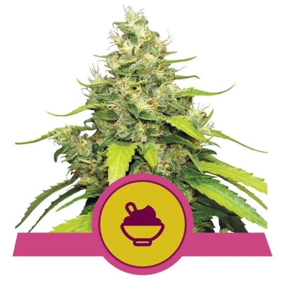 Blue Gelato feminised Cannabis Seeds