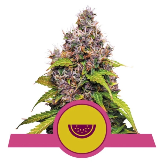 Watermelon Cannabis Seeds