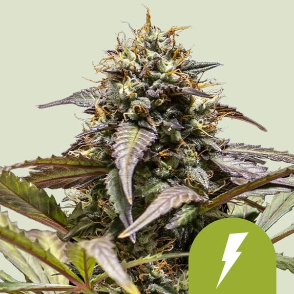 North Thunderfuck Auto Feminised Cannabis Seeds