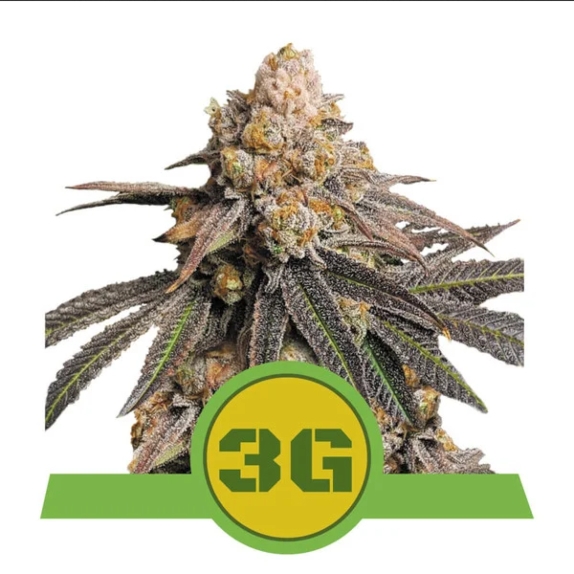 Triple G Auto Feminised Cannabis Seeds