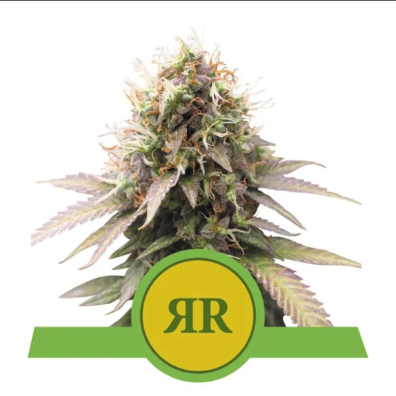 Royal Runtz Auto feminised Cannabis Seeds