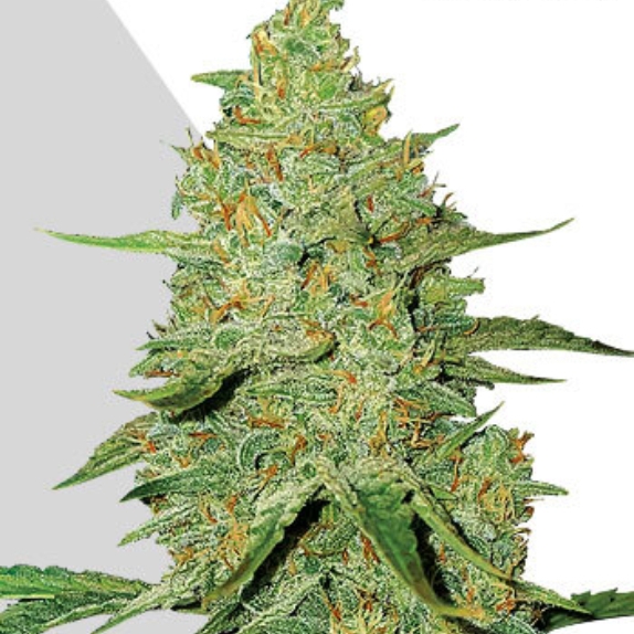 Auto Acapulco Gold  Cannabis Seeds