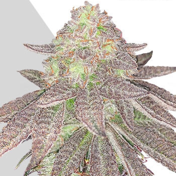 Auto Rainbow Glue Cannabis Seeds