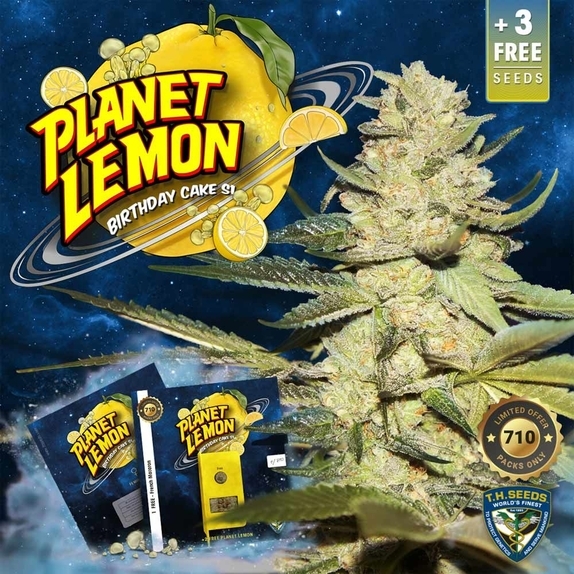 Planet Lemon Feminised Cannabis Seeds