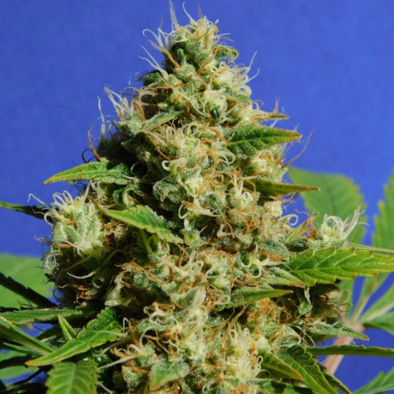 Banana Sherbet feminised Cannabis Seeds