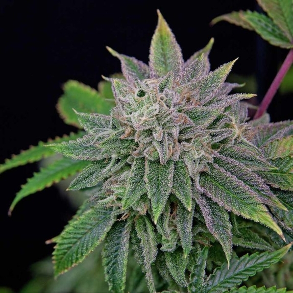 Runt-Zu Feminised Cannabis Seeds