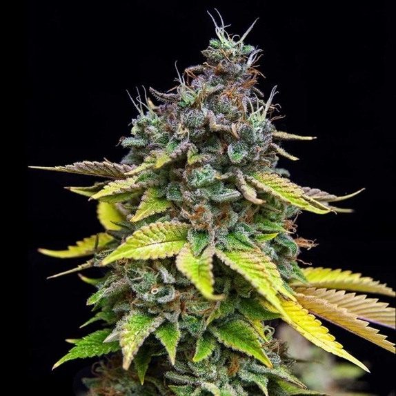 Papaya Cooler Feminised Cannabis Seeds