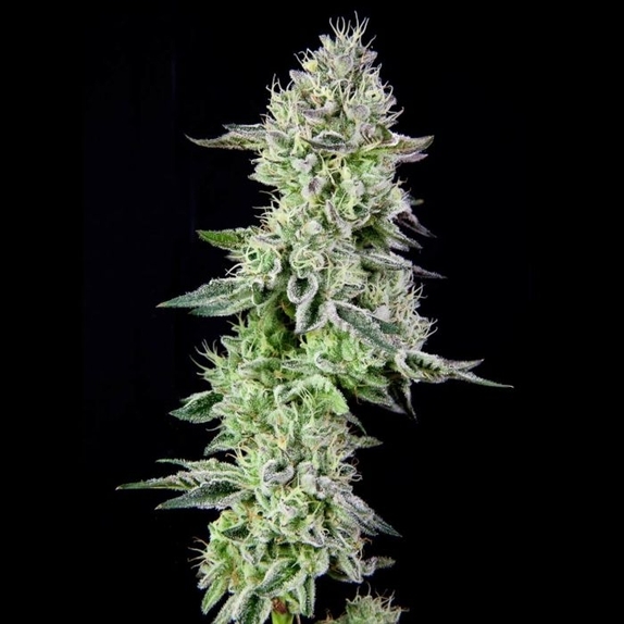 Barbara's Pie Feminised Cannabis Seeds