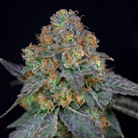 Sherbdog Feminised Cannabis Seeds