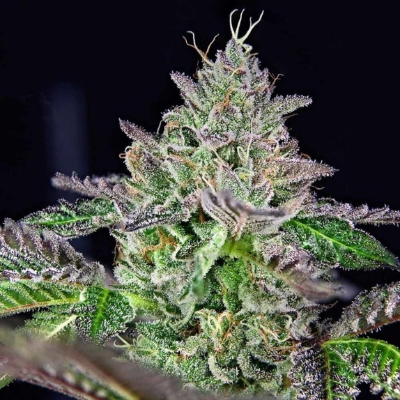 Strawmelon Feminised Cannabis Seeds