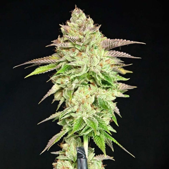 Melon Madness Feminised Cannabis Seeds