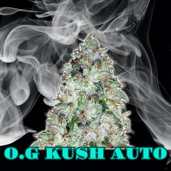 O.G Kush Auto Feminised Cannabis Seeds