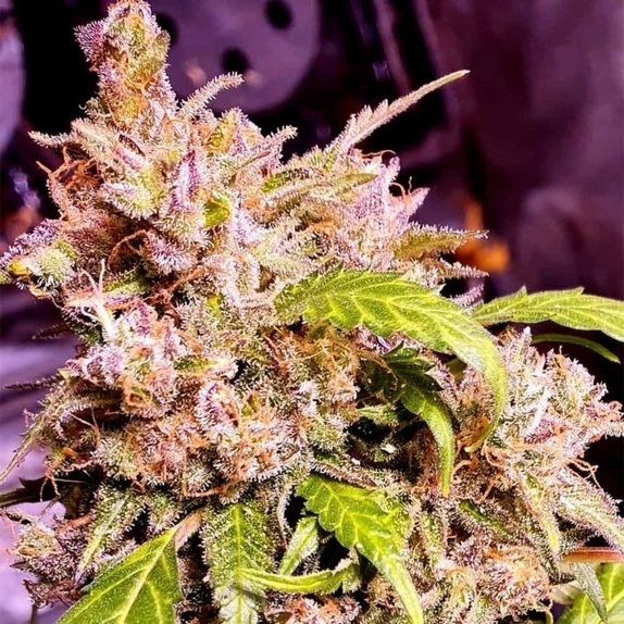 Champagne Cake Feminised Cannabis Seeds