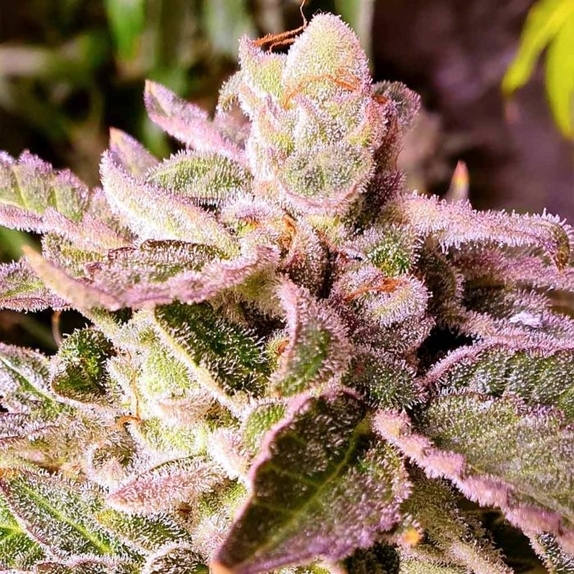 Cherry Kush Cake Feminised Cannabis Seeds