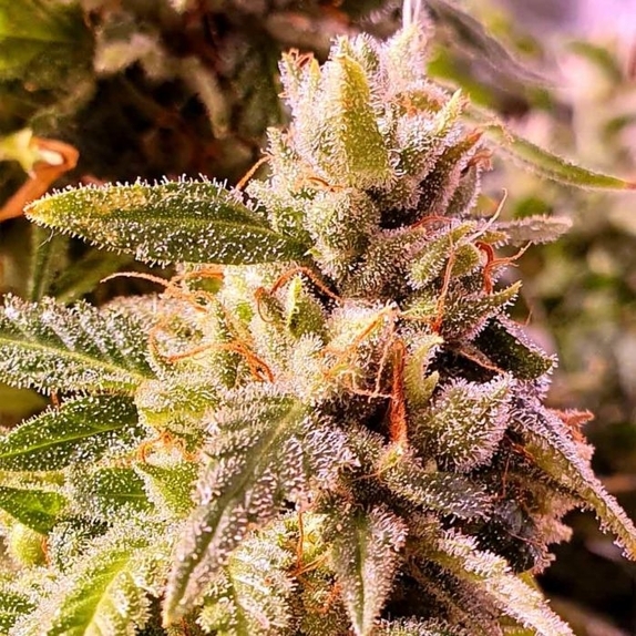 Cherry Dawgpound Feminised Cannabis Seeds