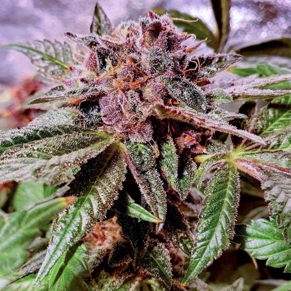 Blueberry Pancakes Feminised Cannabis Seeds