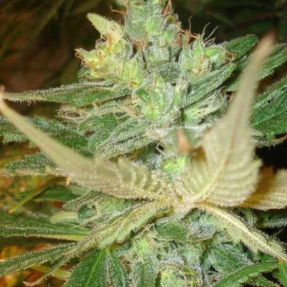 Strawberry Cough Cannabis Seeds