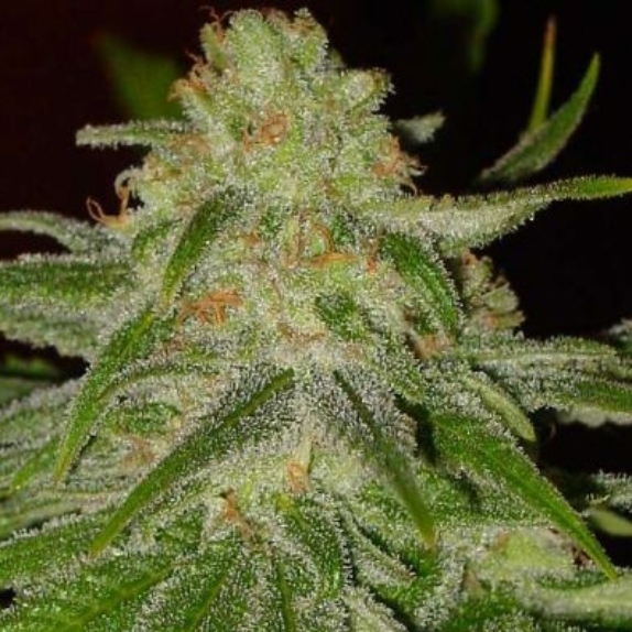 Cinderella 99 Cannabis Seeds