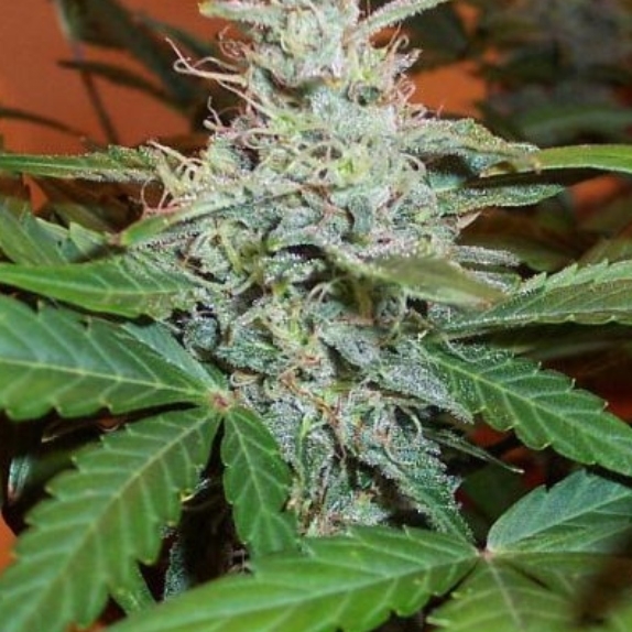 Lowryder #2 Auto Cannabis Seeds