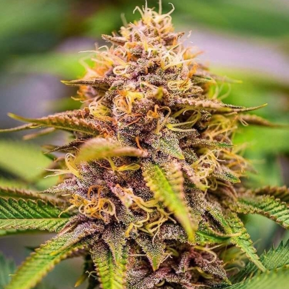 Conscious Kush V3 Feminised Cannabis Seeds