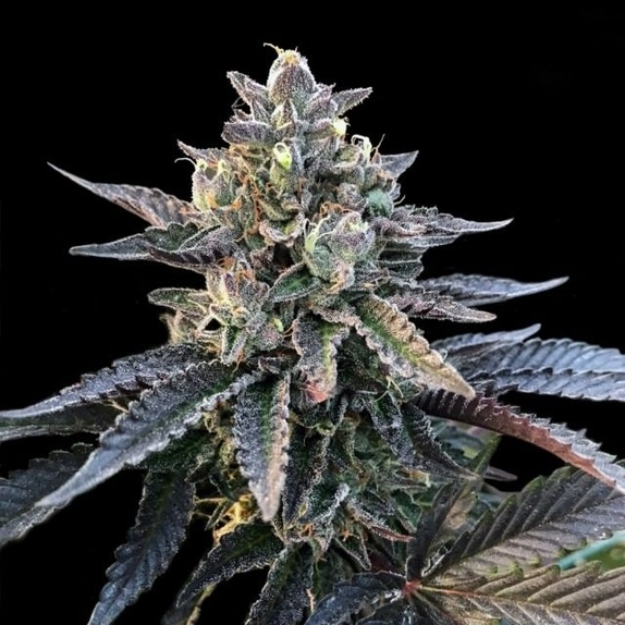 Gelato Sorbet (Sorbet Collection) Feminised Cannabis Seeds