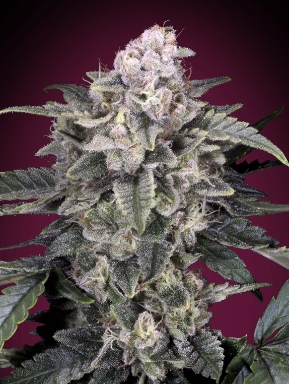 Slurricane Feminised Cannabis Seeds