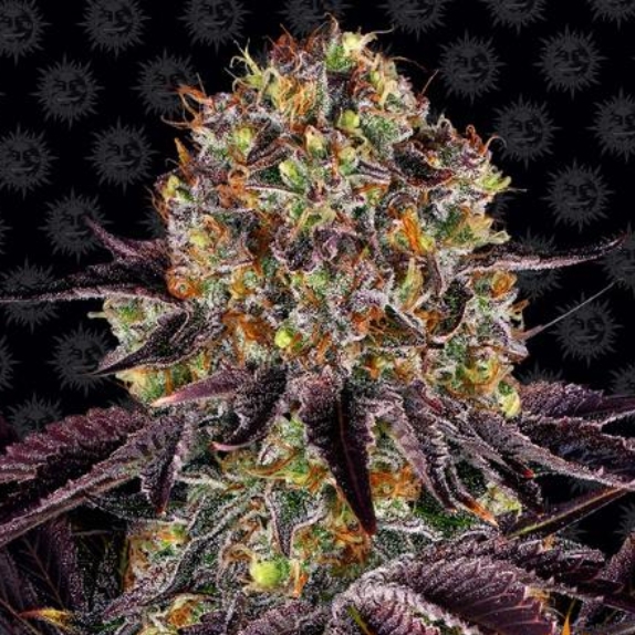 Runtz x Layer Cake Feminised Cannabis Seeds