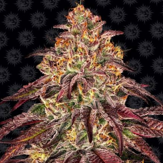 Mimosa x Orange Punch Auto Cannabis Seeds