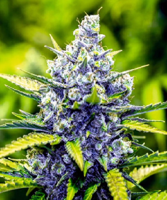 Blue cheese feminised Cannabis Seeds
