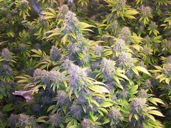 Bruce Banner feminised Cannabis Seeds