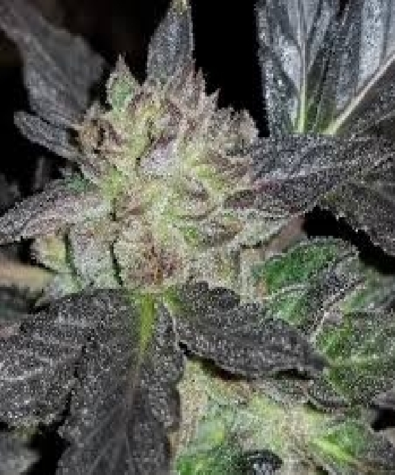 Runtz feminised Cannabis Seeds