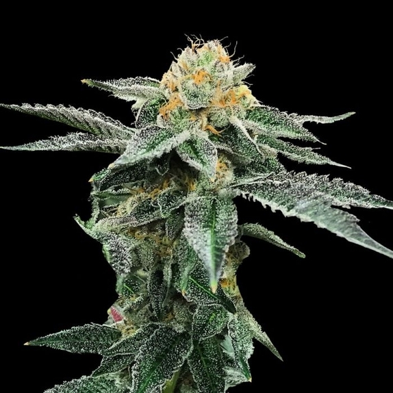 Kosher Cookies Feminised Cannabis Seeds