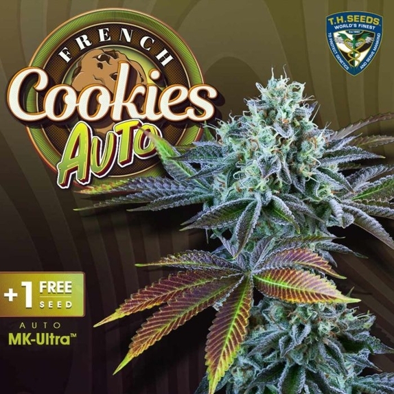 Auto French Cookies Cannabis Seeds