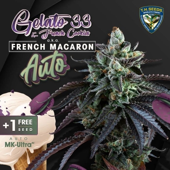 Auto French Macaron Cannabis Seeds