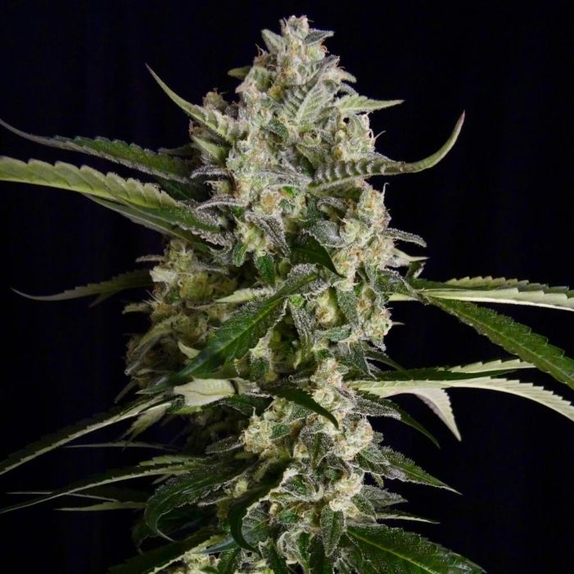 Seriosa Feminised Cannabis Seeds